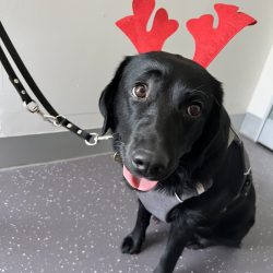 Photo of Abbie who is a black labrador. She is wearing a harness and red Christmas antlers.