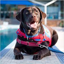 Photo of an assistance dog
